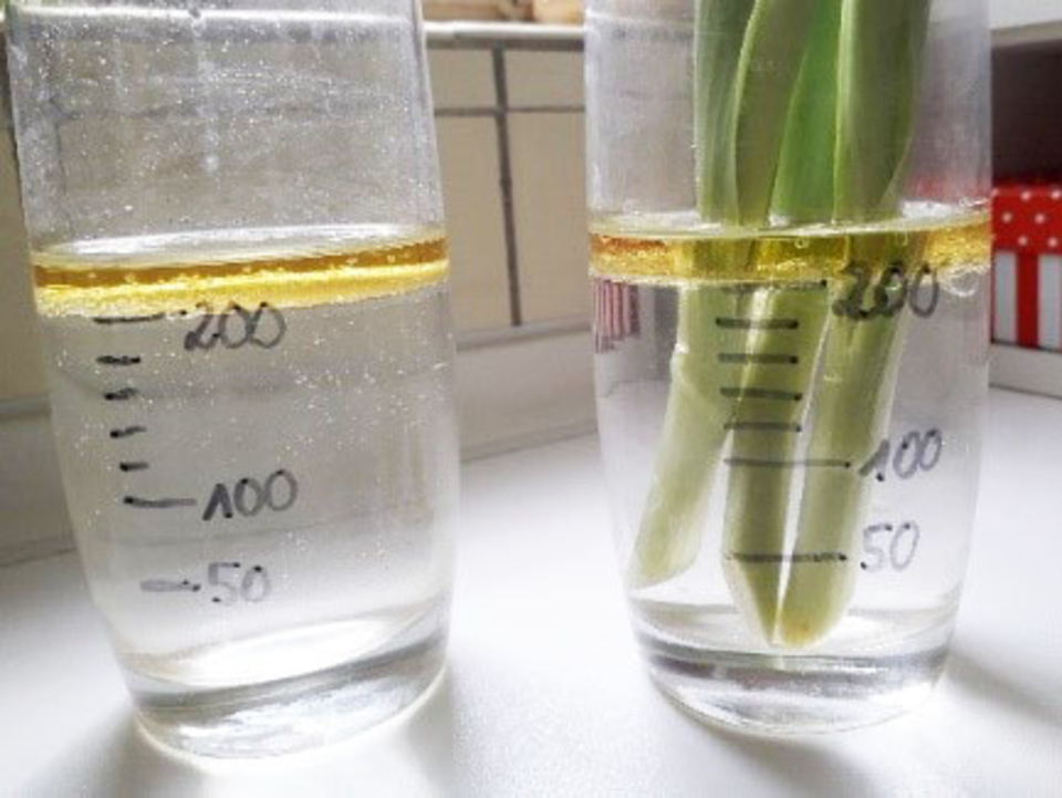 Das Bild zeigt zwei durchsichtige Behälter mit Wasser, in denen sich unterschiedliche Flüssigkeiten befinden. Links ist eine gelbe Flüssigkeit an der Oberfläche sichtbar, während rechts Schnittblumen in klarem Wasser stehen.
