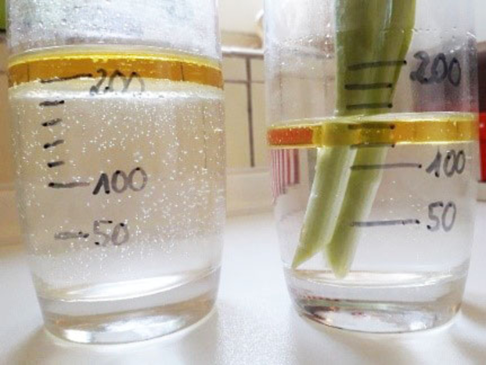 Das Bild zeigt zwei transparenten Gläser, die mit Flüssigkeit gefüllt sind. Im rechten Glas steht eine Pflanze, während das linke Glas Blasen bildet; beide sind mit Maßskalen beschriftet.