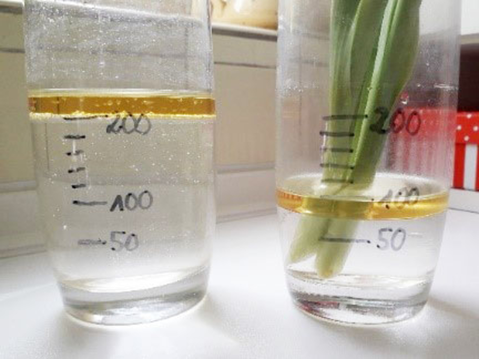 Das Bild zeigt zwei Glasbehälter, die mit Wasser gefüllt sind und Messskalen besitzen. Im rechten Behälter steht eine Pflanze, während der linke Behälter ein gelblich gefärbtes Flüssigmittel enthält.