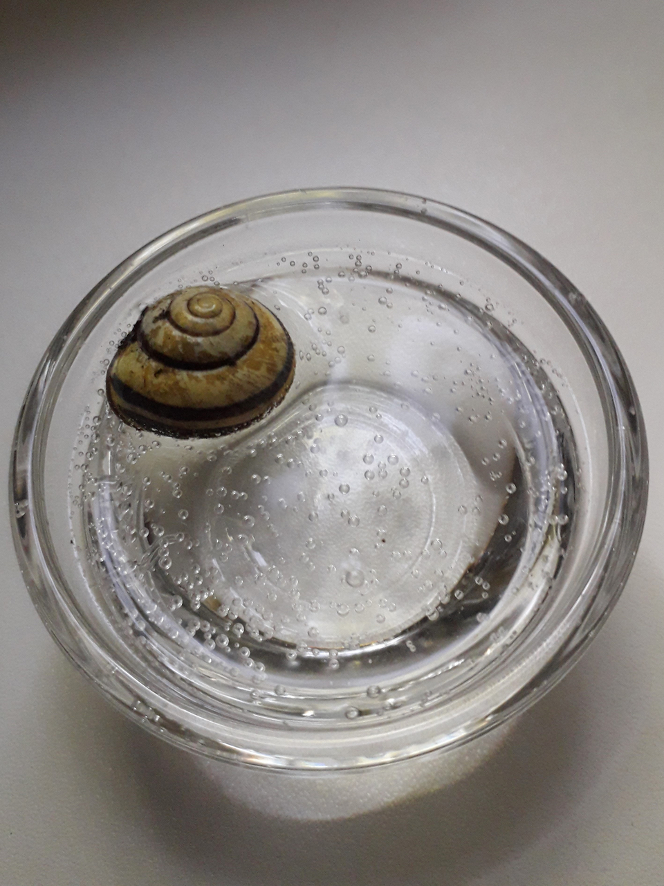 Das Bild zeigt eine kleine Glasschale mit Wasser, in der eine Schnecke schwimmt. Um die Schnecke sind Blasen sichtbar, die an der Wasseroberfläche aufsteigen.