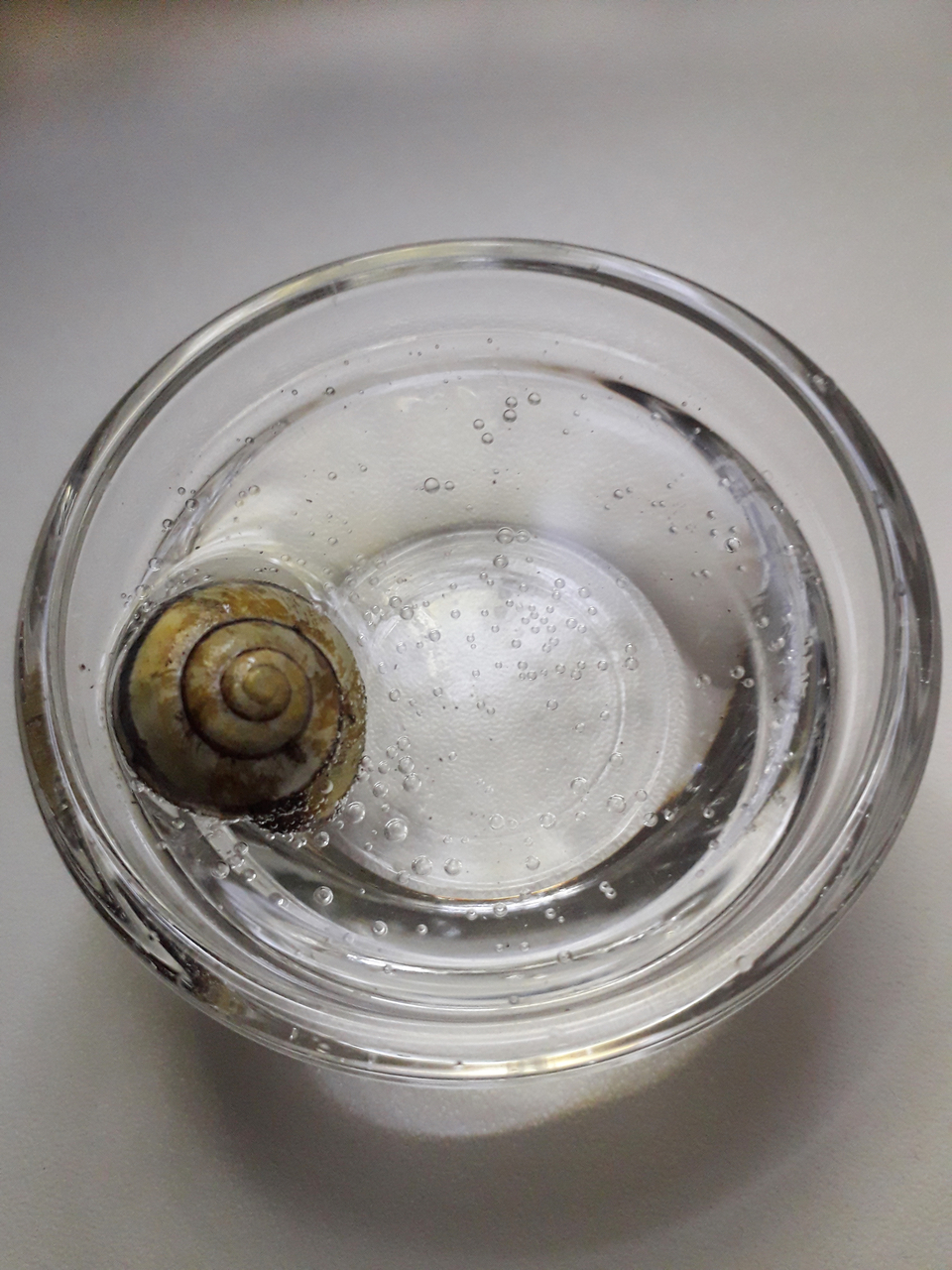 Das Bild zeigt ein Schneckenhaus, das in einem kleinen Glas mit sprudelndem Wasser liegt. Luftblasen steigen um das Schneckengehäuse und schaffen eine interessante visuelle Darstellung.