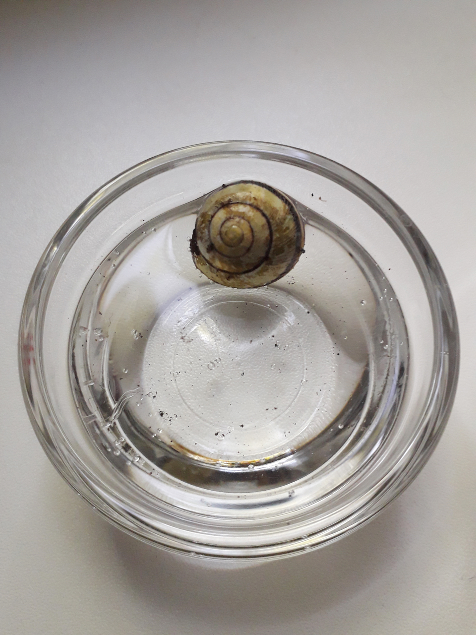 Das Bild zeigt eine Schnecke, die in einem klaren Glas mit Wasser schwimmt. Der Untergrund ist mit feinen Partikeln bedeckt, die vermutlich aus der Umwelt der Schnecke stammen.