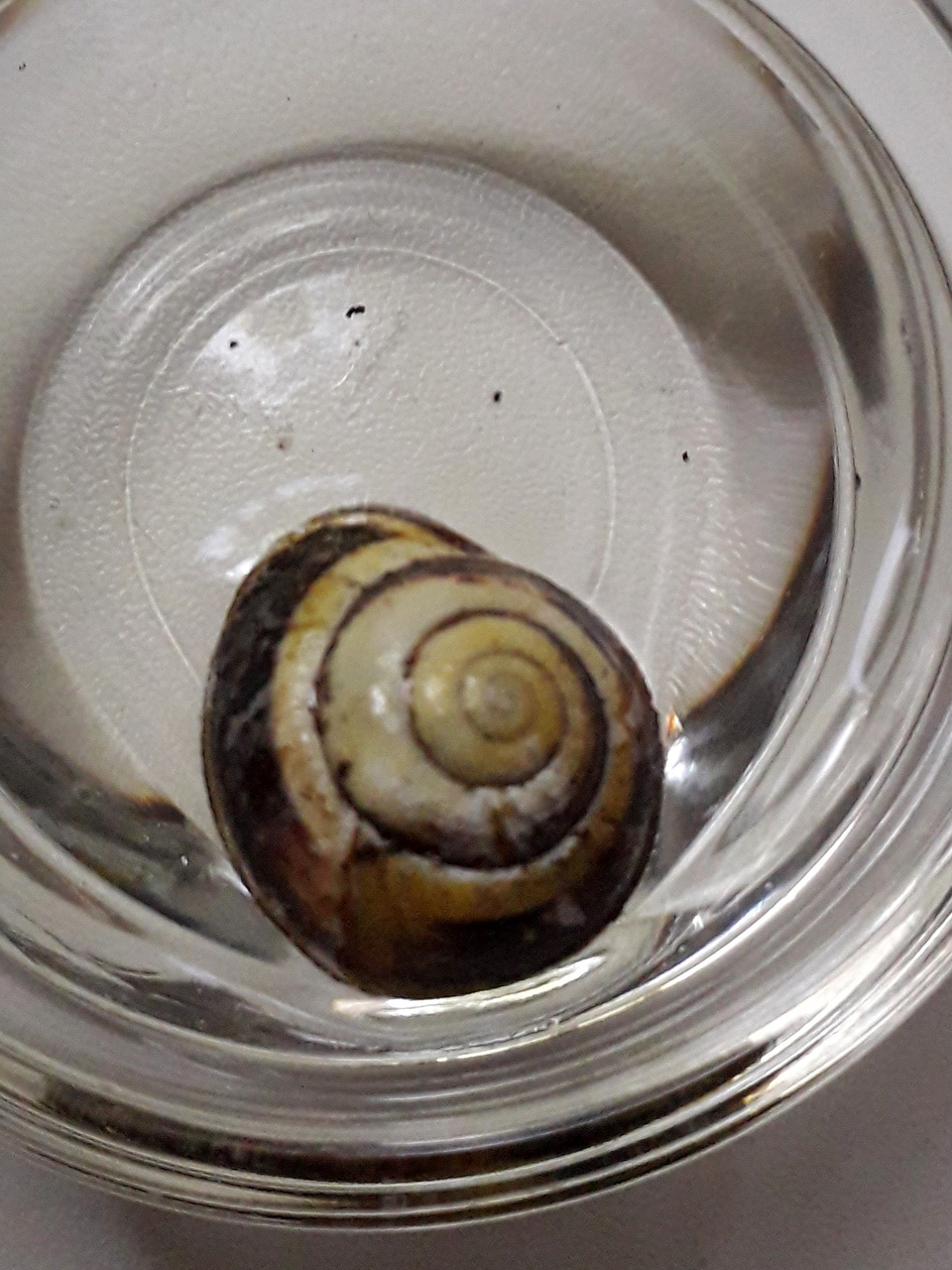 Das Bild zeigt eine Schnecke in einem klaren Behälter, die auf einem weißen Untergrund sitzt. Die Schnecke hat ein spiralförmiges, gemustertes Gehäuse mit einem hellen und dunklen Farbton.
