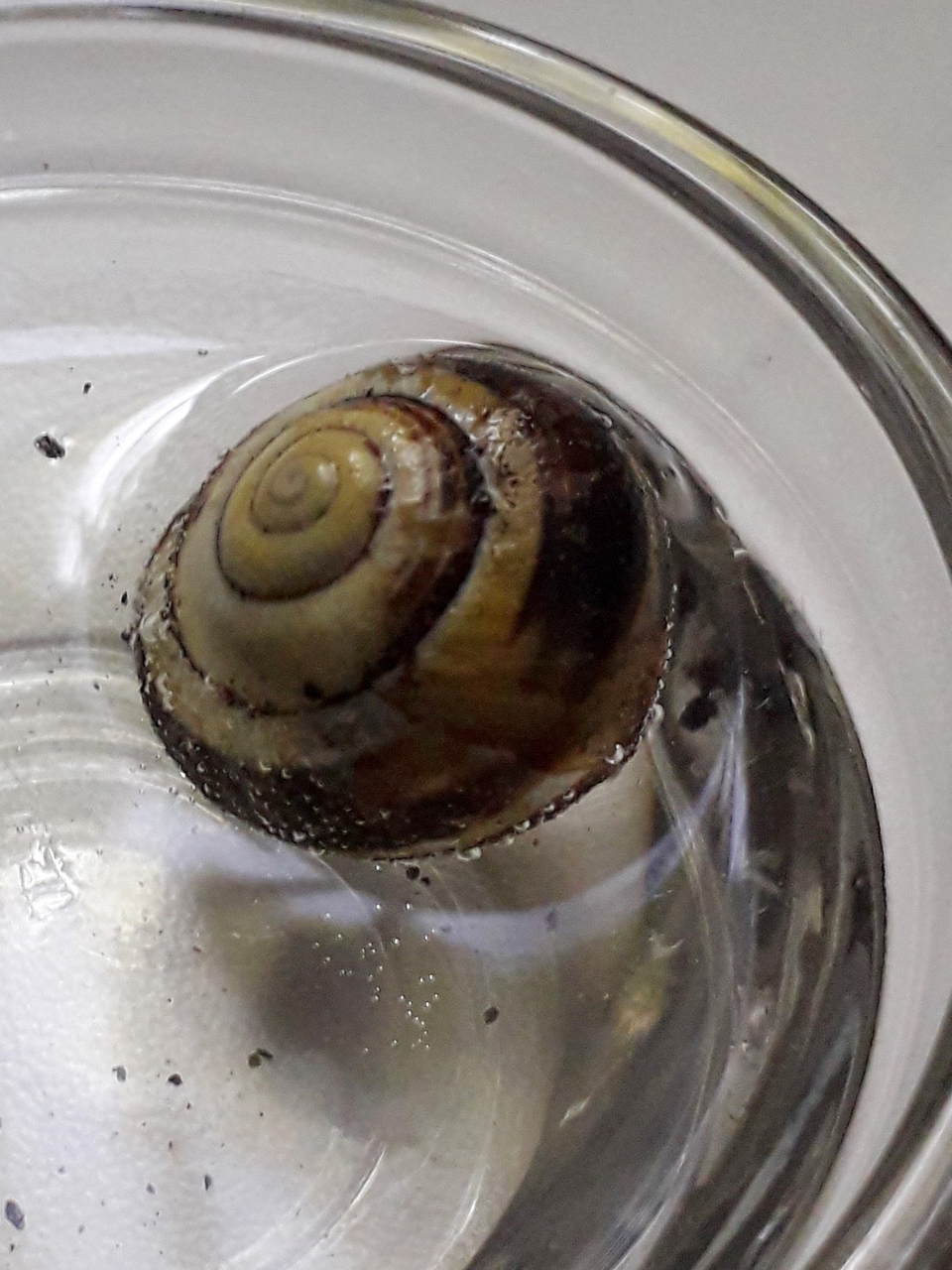 Das Bild zeigt eine Schnecke in einem Glasbehälter mit Wasser. Die Schnecke hat eine spiralförmige, braun-gestreifte Schale und schwimmt an der Oberfläche, während sich kleine Bläschen um sie herum bilden.