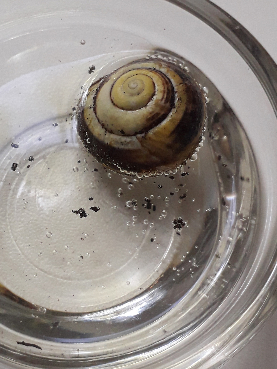 Das Bild zeigt eine Wasserschnecke in einem Glas mit Wasser, umgeben von Luftblasen und kleinen Schmutzpartikeln. Diese Szene ist typisch für Experimente zur Beobachtung von Lebewesen im Wasser.