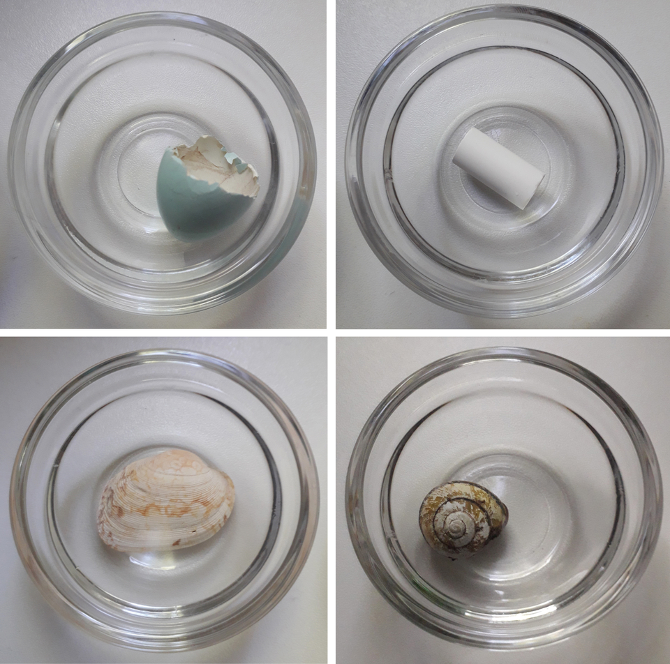 Das Bild zeigt vier runde Glasbehälter, die verschiedene Dinge enthalten. Oben links befindet sich ein zerbrochenes Ei, oben rechts ein weißer zylindrischer Gegenstand, und unten sind eine Muschel sowie eine Schnecke zu sehen.