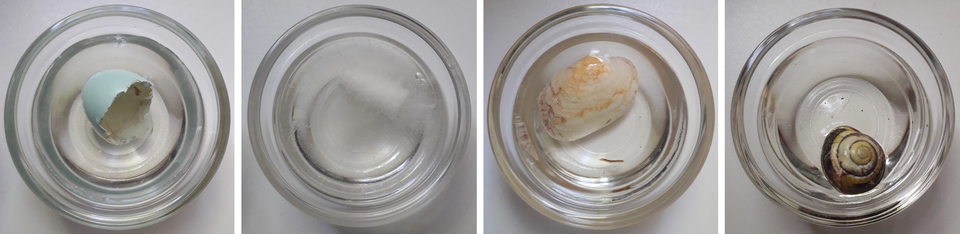 Das Bild zeigt vier Gläser mit Wasser, in denen verschiedene Objekte schwimmen. Von links nach rechts sind ein zerbrochenes Ei, eine Muschel und eine Schnecke zu sehen, die ideal für experimentelle Zwecke im Bildungswesen geeignet sind.