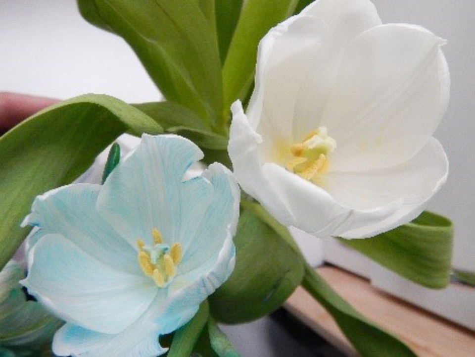 Zwei Blumen in Blau und Weiß sind zu sehen. Die detailgetreue Darstellung der Blüten und Blätter eignet sich hervorragend für Bildungszwecke im Experimentierbereich.