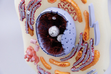 Das Bild zeigt ein detailliertes Modell einer Zelle, das die verschiedenen Zellbestandteile wie das Zellkern und Mitochondrien darstellt. Die bunten Strukturen bieten eine anschauliche Möglichkeit, um biologisches Wissen zu vermitteln und zu lernen.