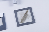 Das Bild zeigt ein mikroskopisches Präparat, das in einem grauen Rahmen präsentiert wird. Darauf ist ein transparenter, mineralischer Gegenstand zu sehen, der möglicherweise zur Untersuchung im Bildungswesen verwendet wird.
